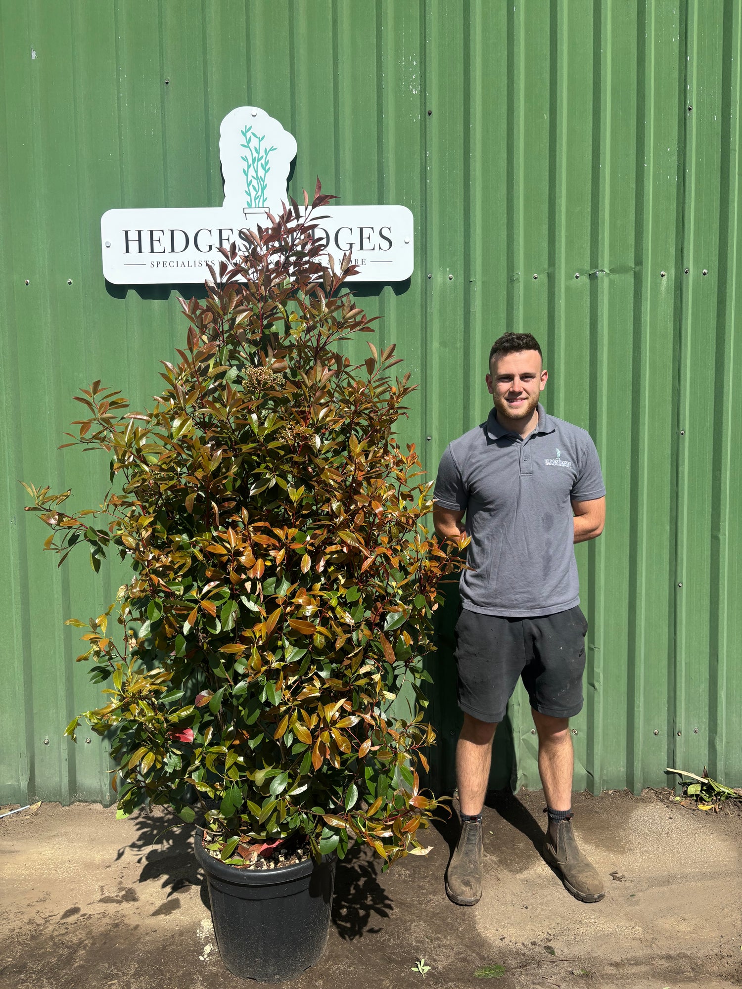 Photinia Red Robin 160-180cm Planted Height (approx 6ft) 30l
