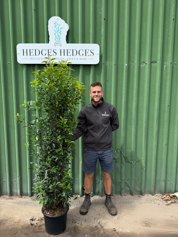 Pallet of 12 x BUSHY Portuguese Laurel 175cm Planted Height (approx 5-6ft) 15L
