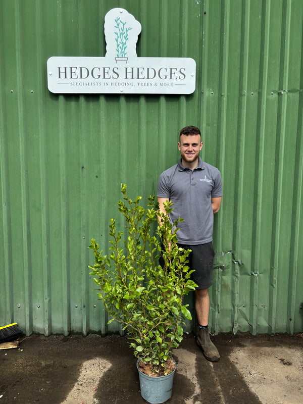 Pallet of 14 x BUSHY Griselinia Littoralis 110-130cm Planted Height (approx 3-4ft) 7.5L