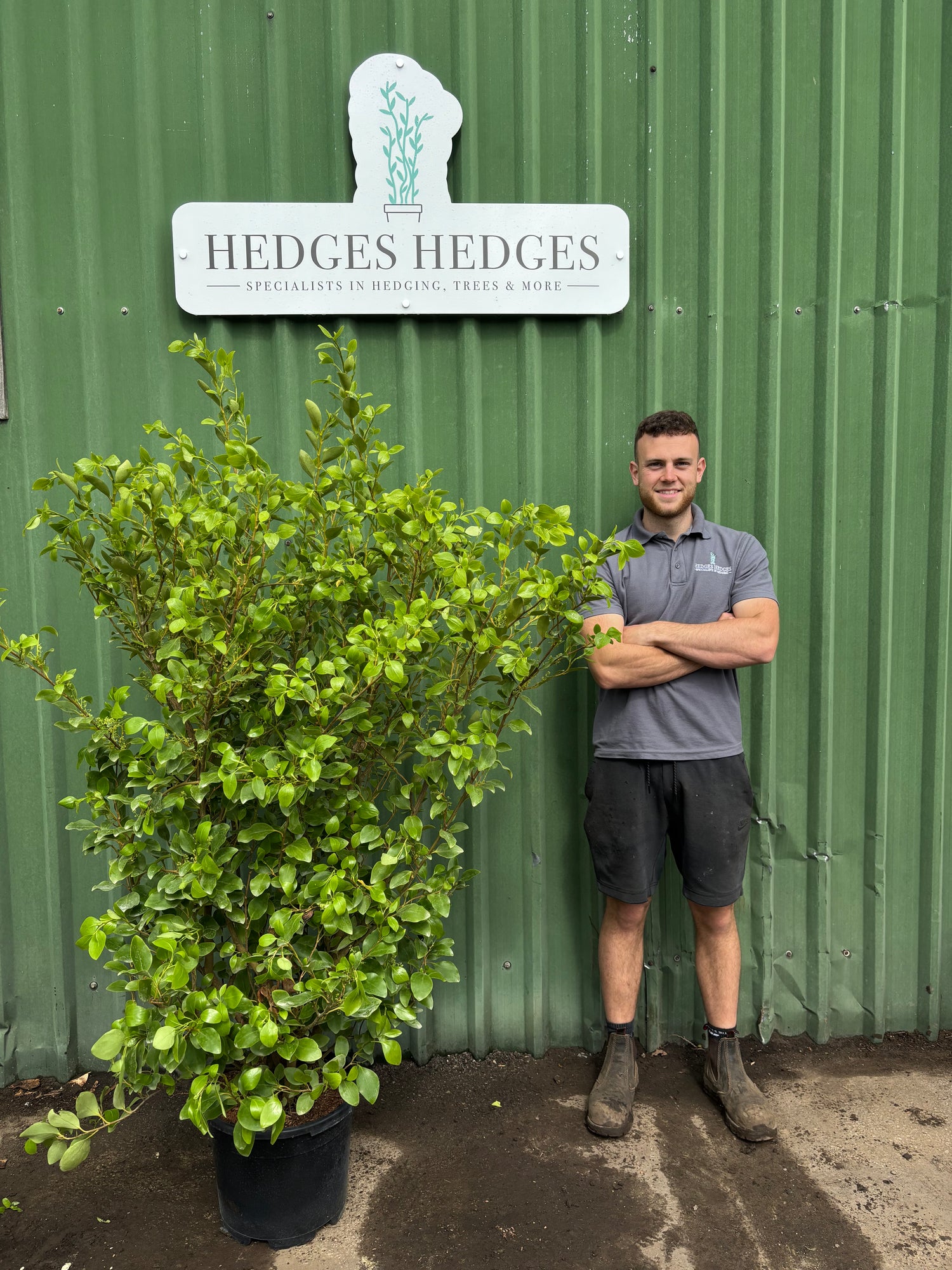 BUSHY Griselinia Littoralis 150-170cm Planted Height (approx 5ft+) 20L