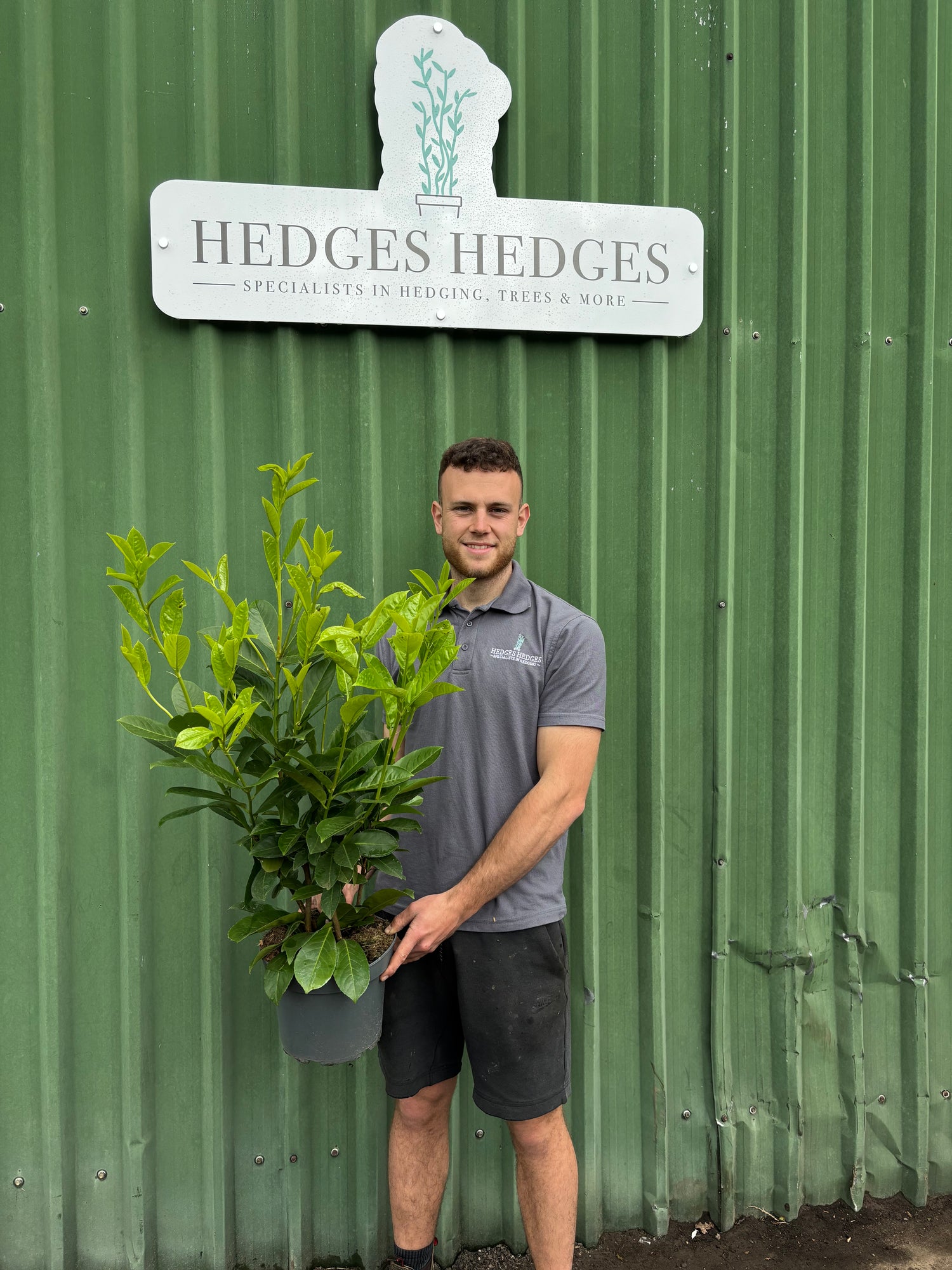 Pallet of 20 x BUSHY Cherry Laurel 80-90cm Planted Height (approx 3ft) 5L