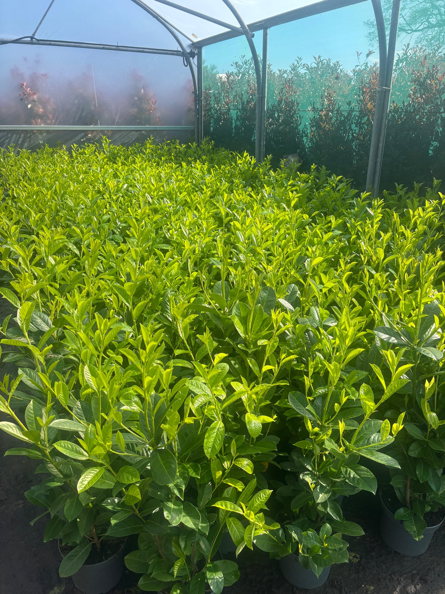 Pallet of 20 x BUSHY Cherry Laurel 80-90cm Planted Height (approx 3ft) 5L