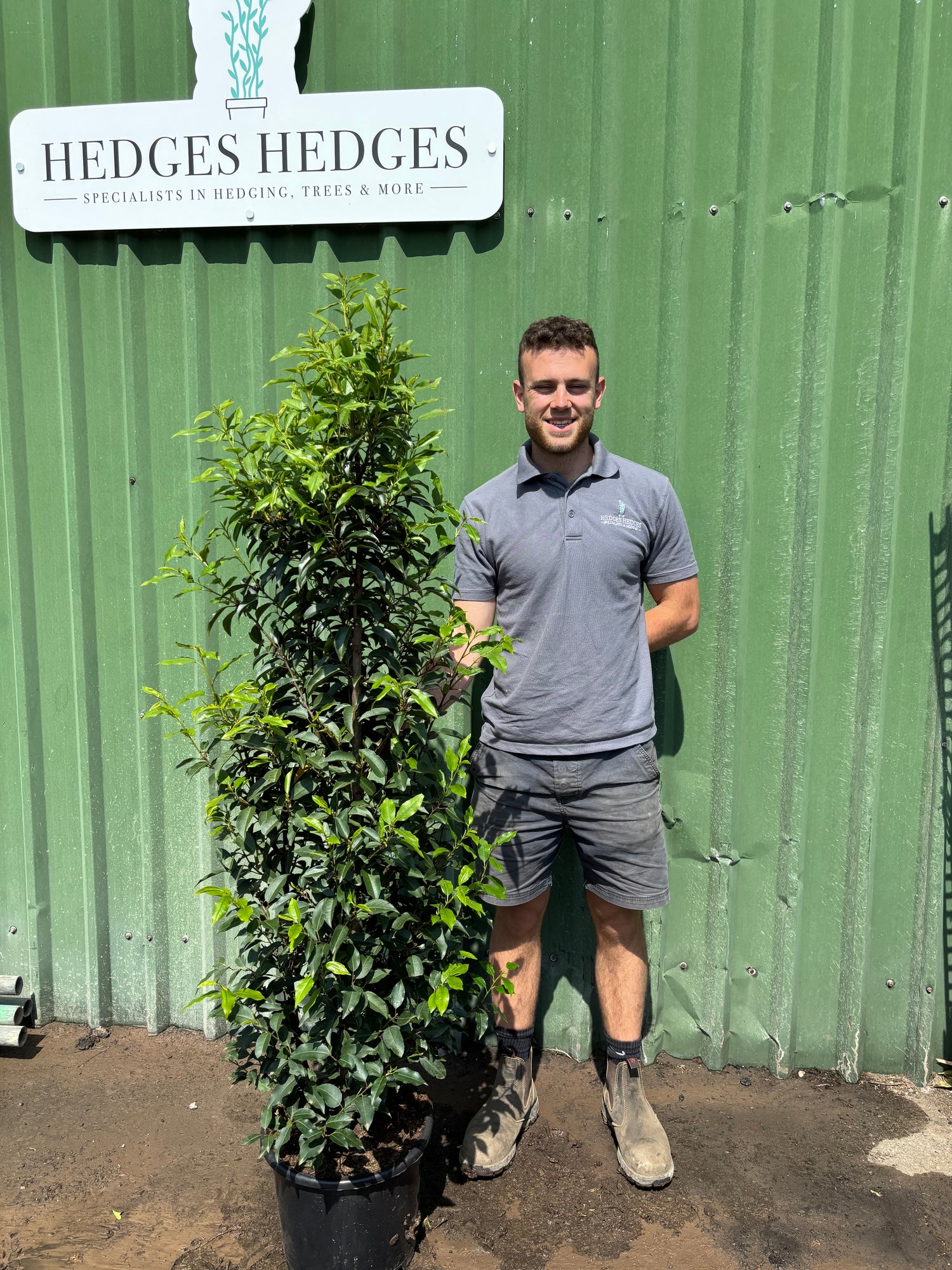 Pallet of 12 x BUSHY Portuguese Laurel 160cm Planted Height (approx 5ft) 15L