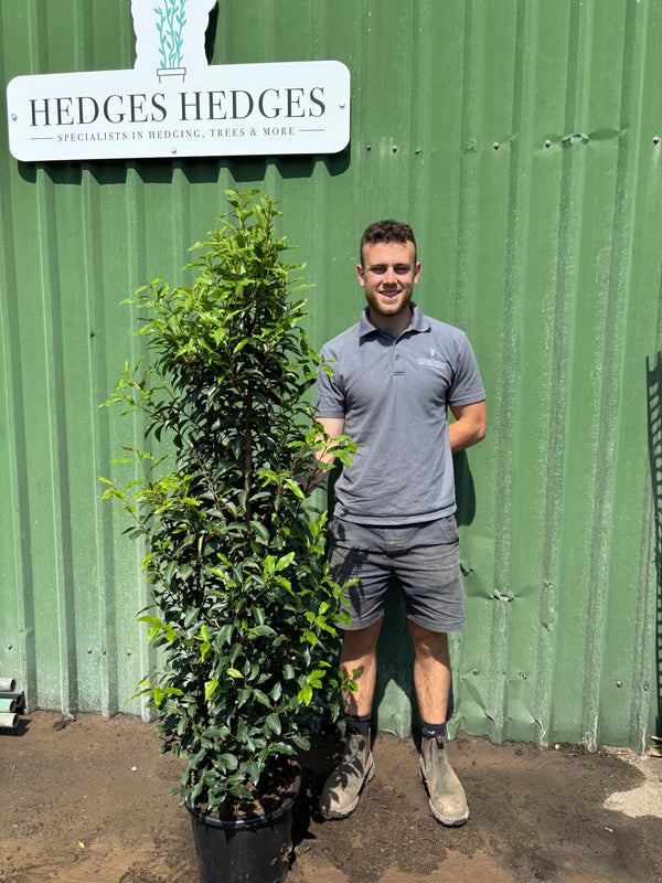 Pallet of 12 x BUSHY Portuguese Laurel 160cm Planted Height (approx 5ft) 15L