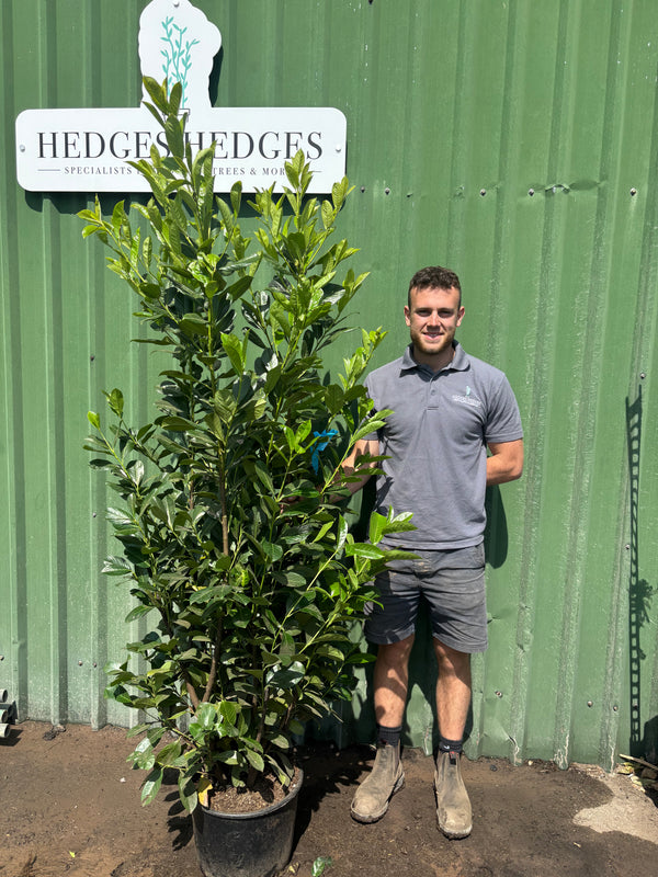 PRE-ORDER FOR 22nd MAY BUSHY Cherry Laurel 175-200cm Planted Height (approx 6-7ft) 20L