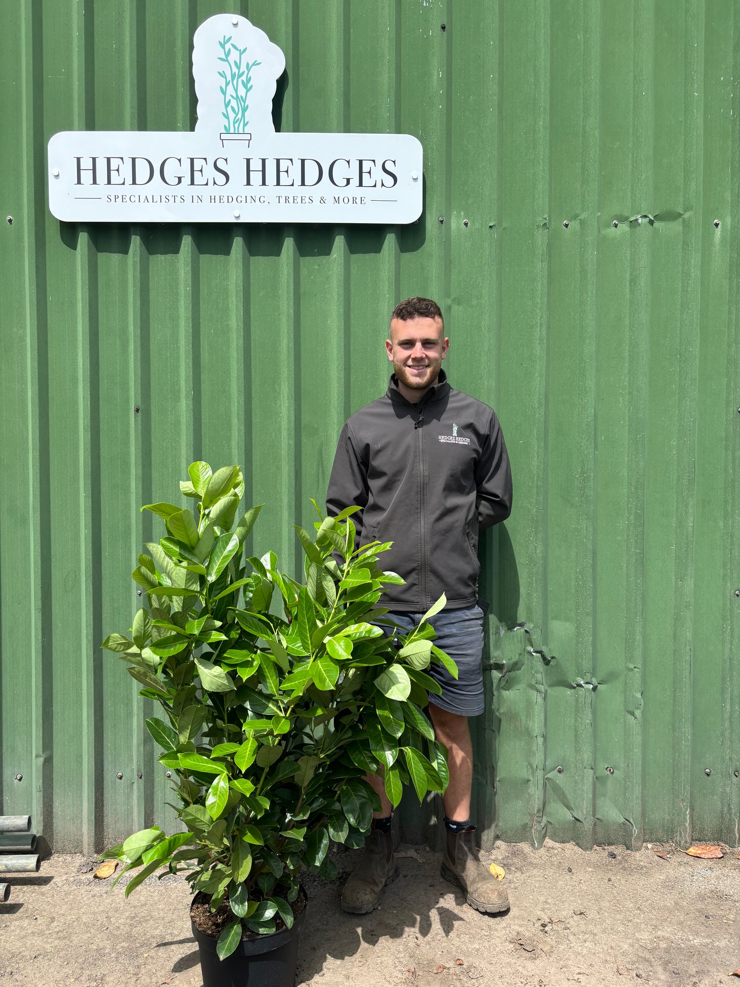 Pallet of 25 x EXTRA BUSHY Cherry Laurel 100-125cm Planted Height (approx 3-4ft) 10L