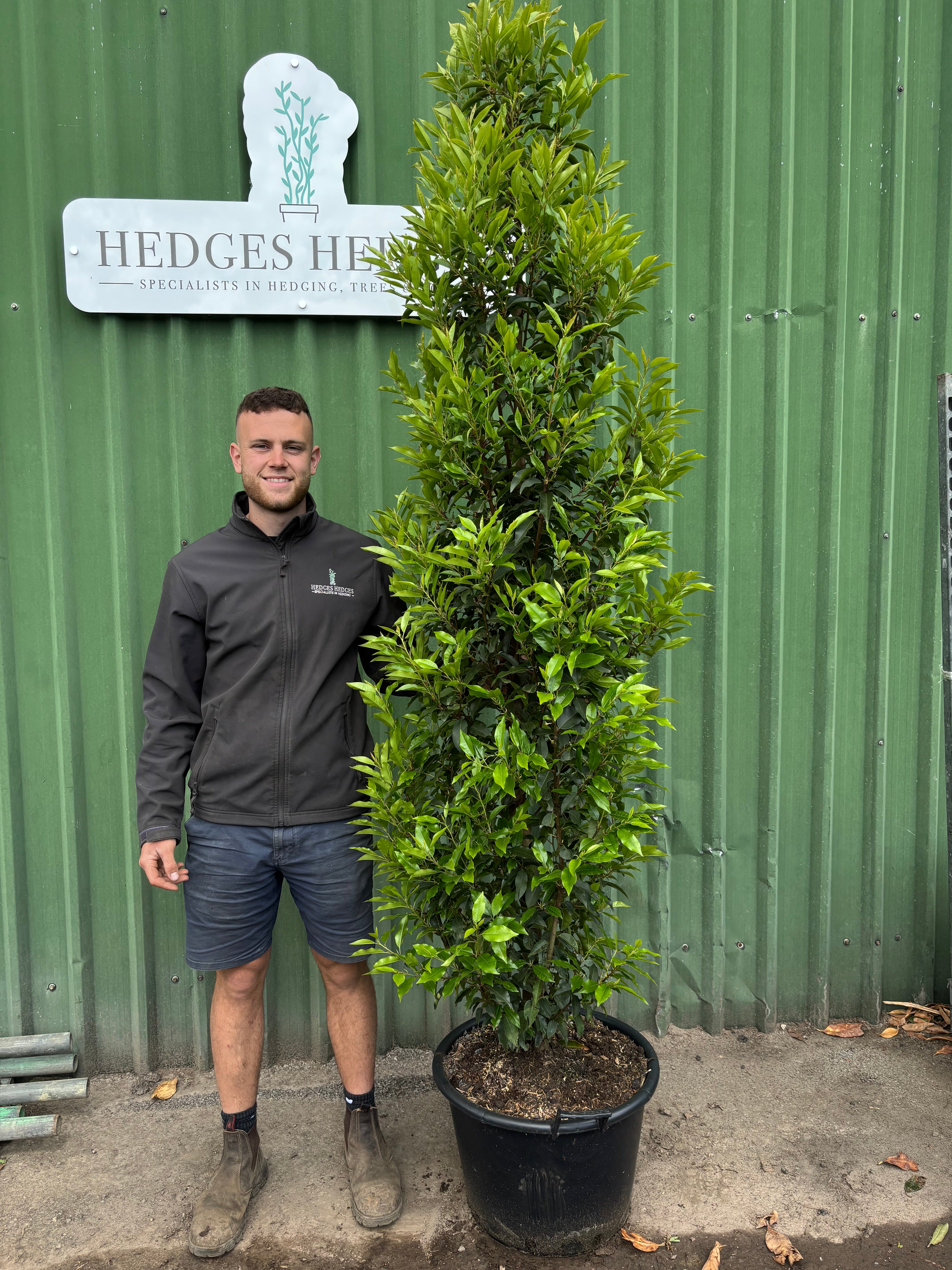 Portuguese Laurel Hedging Plants UK Evergreen Laurel Hedges Hedges Portuguese Laurel Hedging Plants UK Evergreen Laurel Hedges Hedges