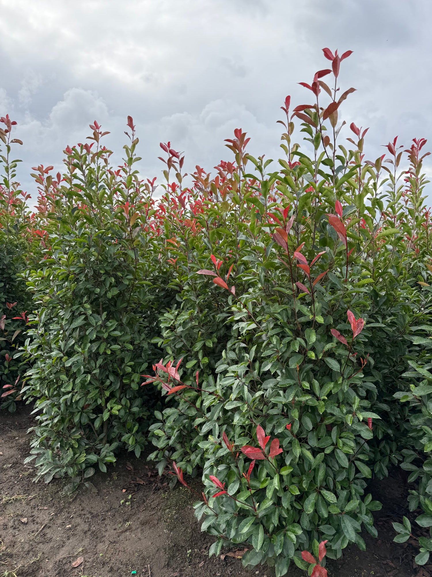 Photinia Red Robin 180-210cm Planted Height (approx 6-7ft) Rootball