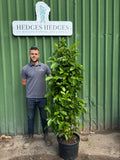 PREMIUM BUSHY Cherry Laurel 150 - 180cm Planted Height (approx 5-6ft) 25L