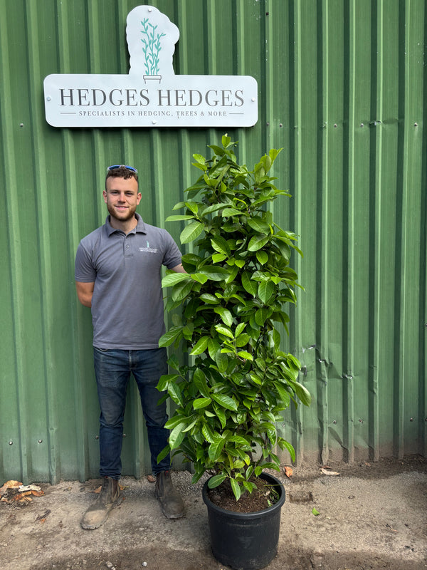 PREMIUM BUSHY Cherry Laurel 150 - 180cm Planted Height (approx 5-6ft) 25L