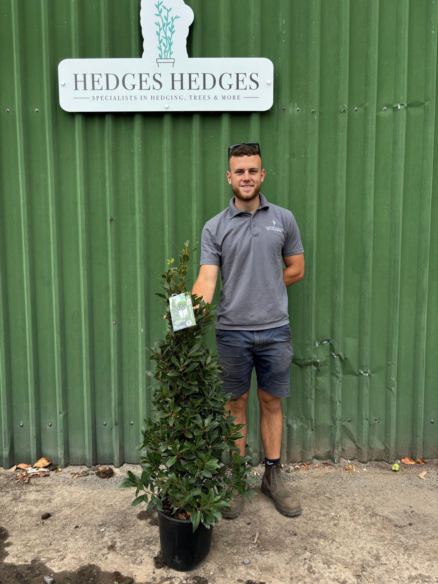 Laurus Nobilis (Bay Tree) Cone 110cm Planted Height (approx 3ft) 10L