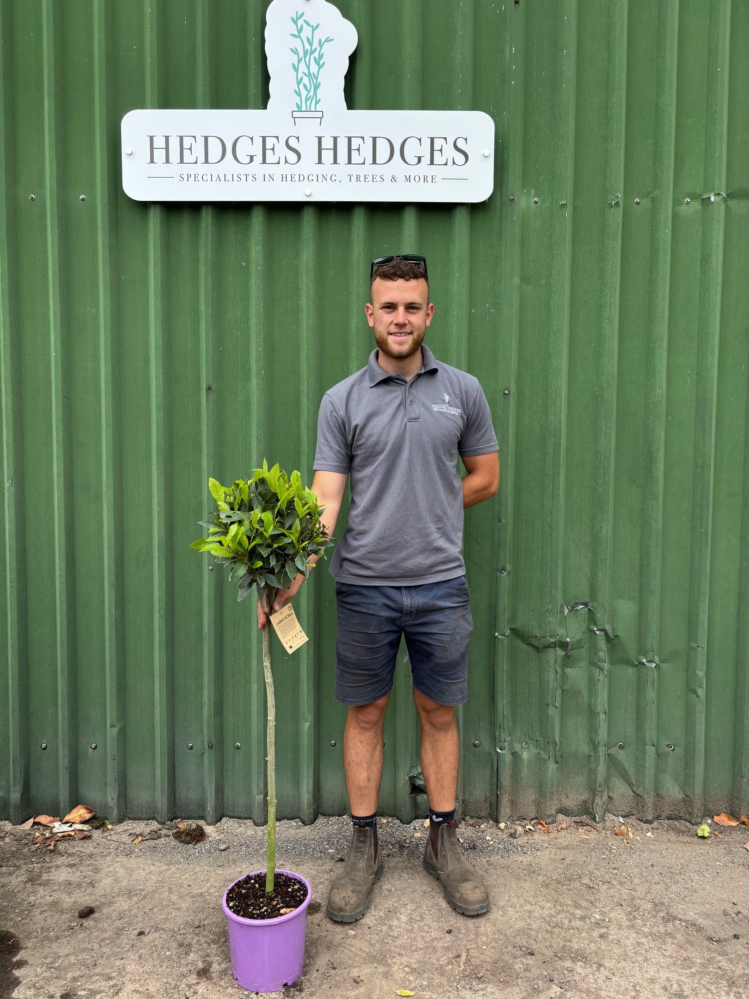Laurus Nobilis Standard Bay 100cm Planted Height (approx 3ft) 7.5L