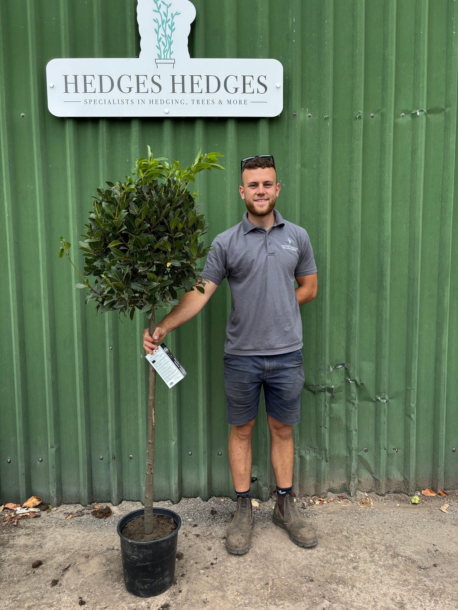 Laurus Nobilis Standard Bay 150cm Planted Height (approx 5ft) 12L
