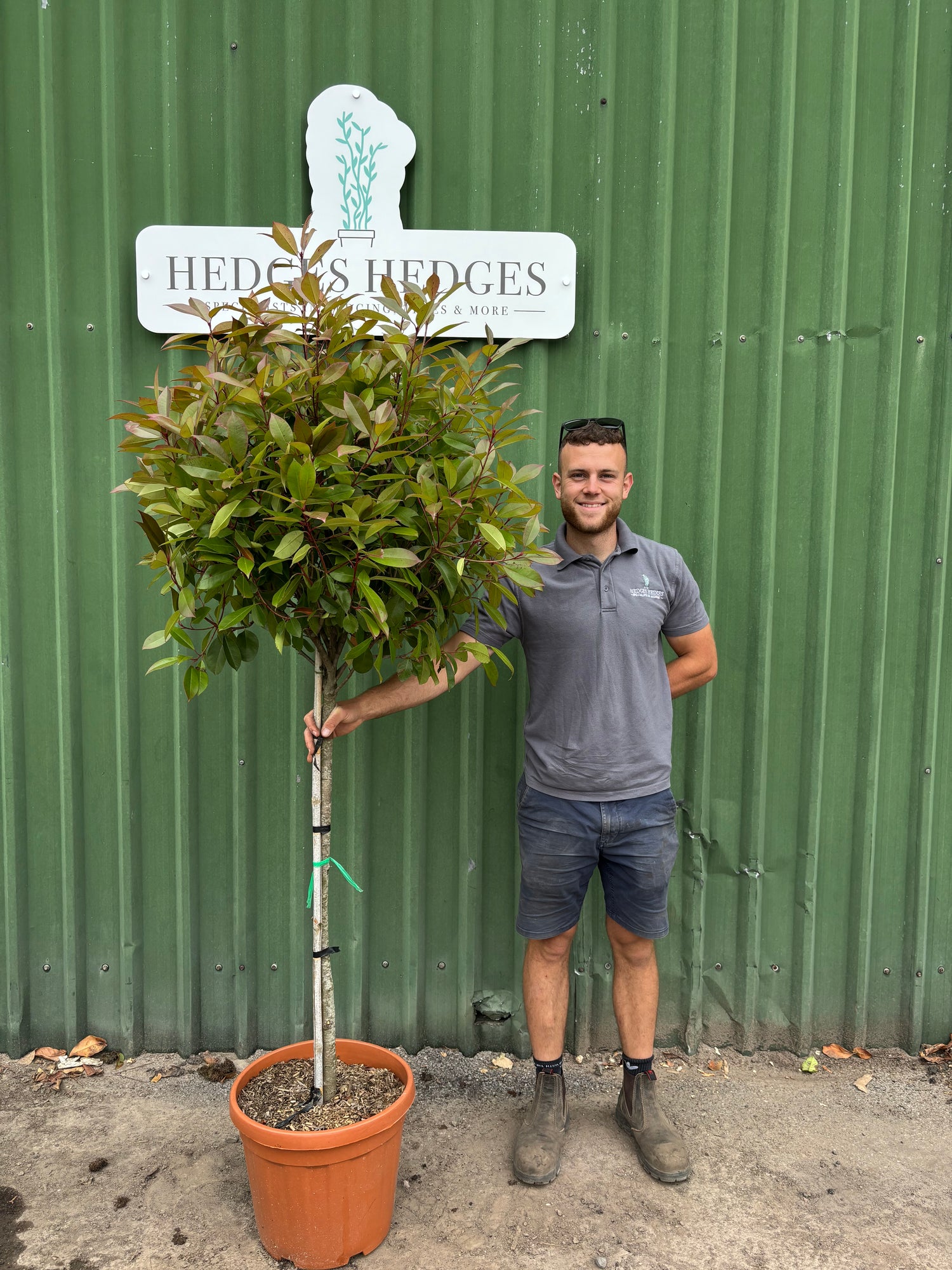 XL Tall Standard Photinia Red Robin 5ft Planted Height 30l
