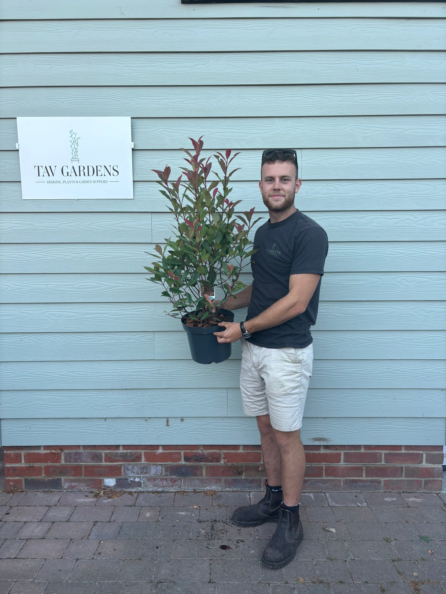 CLEARANCE 10 x Photinia Red Robin 50cm Planted Height 10L