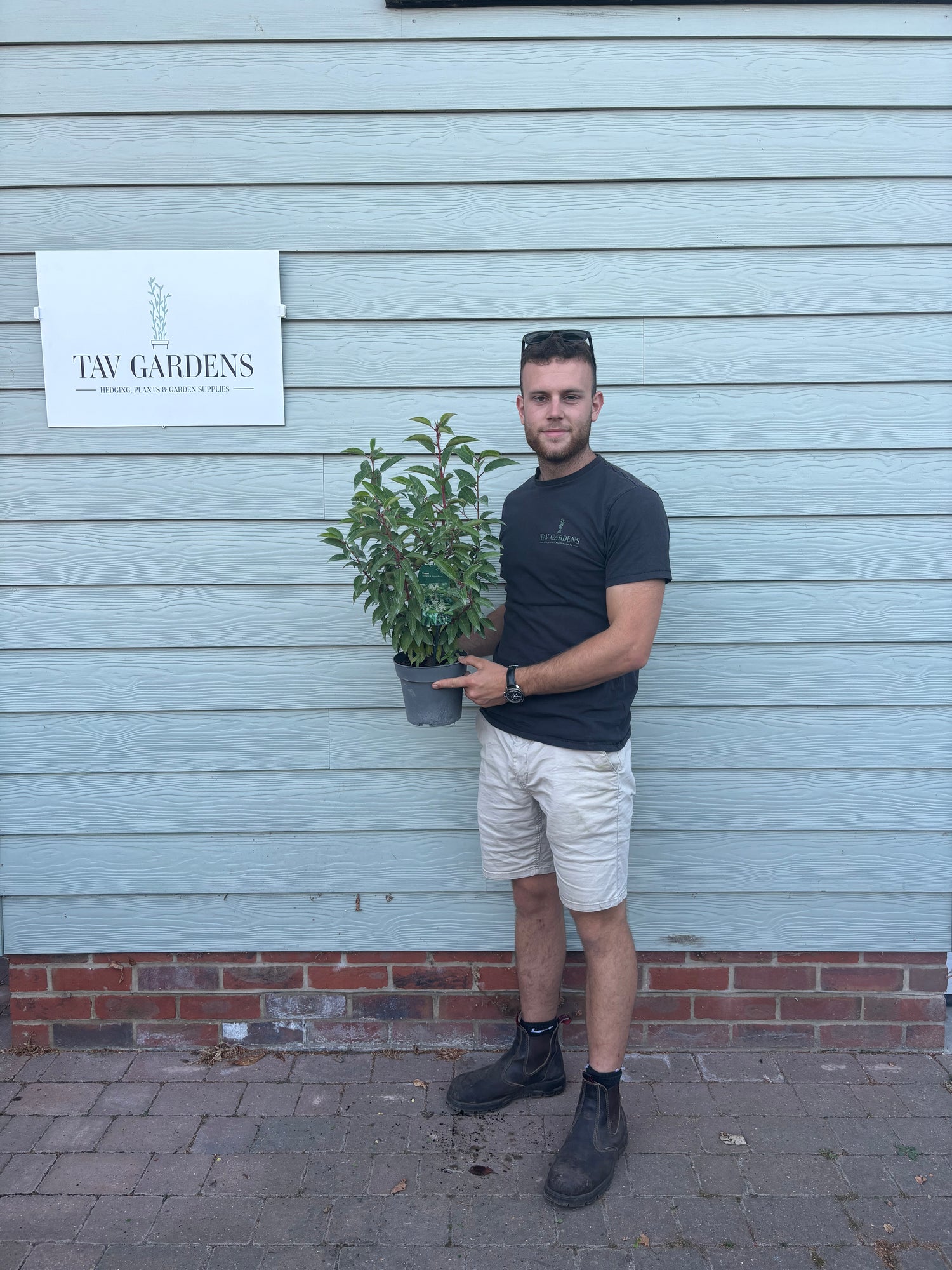 CLEARANCE 20 x Portuguese Laurel 30cm Planted Height 2L