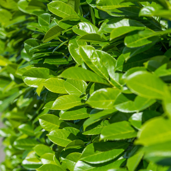 PRE-ORDER FOR MID JUNE Pallet of 8 x XL BUSHY Cherry Laurel 200-225cm Planted Height (Approx 7ft) Rootball