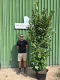 XL Bushy Cherry Laurel 210-240cm Planted Height (approx 8ft+) 43L