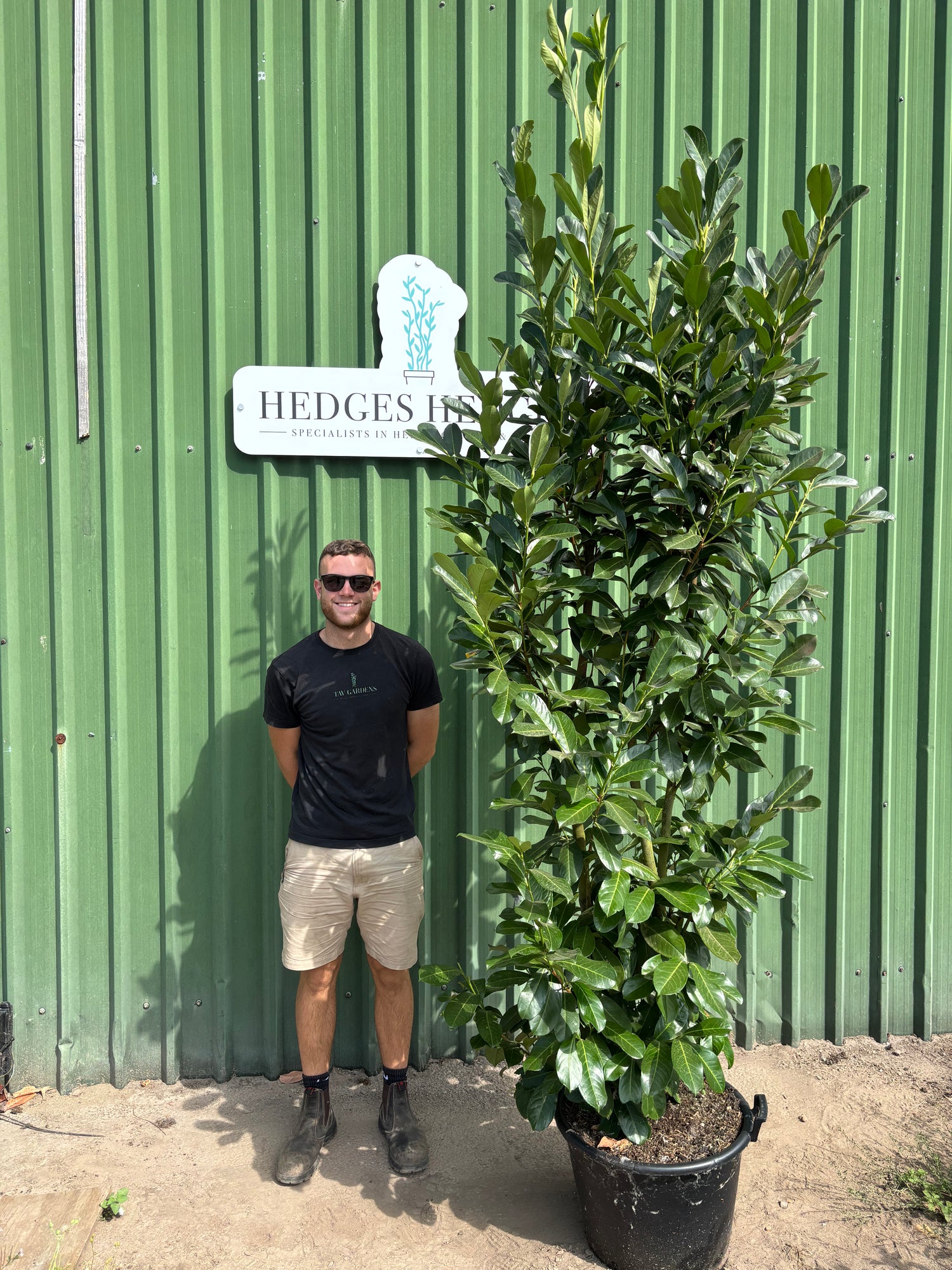 Pallet of 8 x XL BUSHY Cherry Laurel 210-240cm Planted Height (Approx 8ft+)