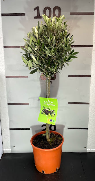 Olive Tree 80cm Planted Height (approx 2-3ft)
