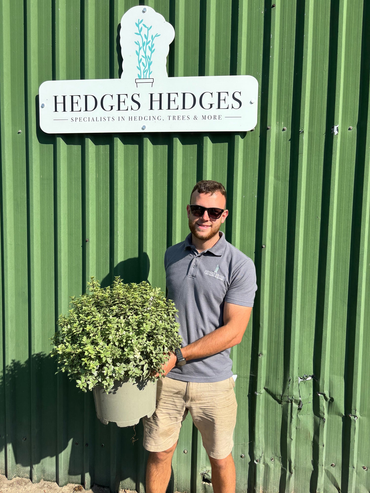 Pittosporum Tenuifolium 'Silver Ball' (approx 2ft) 15L