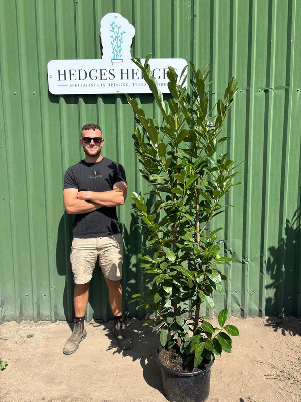 PREMIUM BUSHY Cherry Laurel 180 - 200cm Planted Height (approx 6ft) 20L