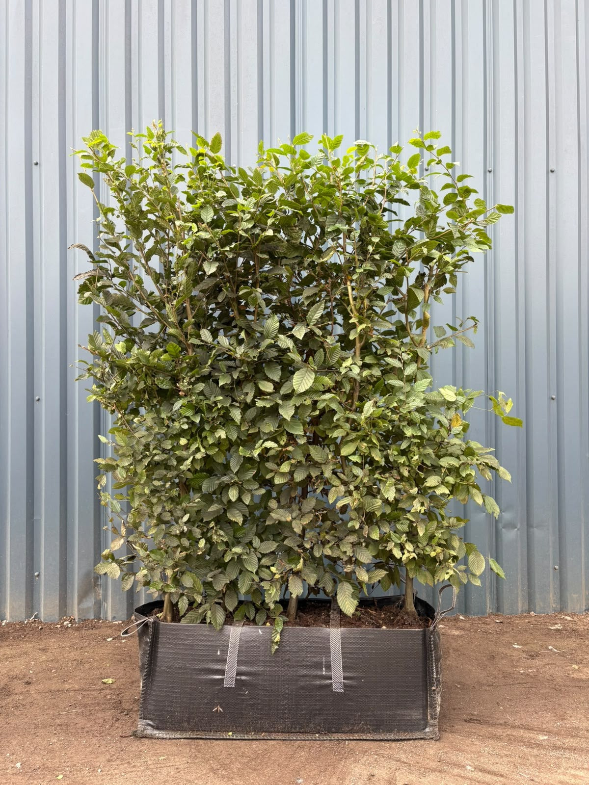 Hornbeam (Carpinus Betulus) Instant Hedging Trough 150cm+