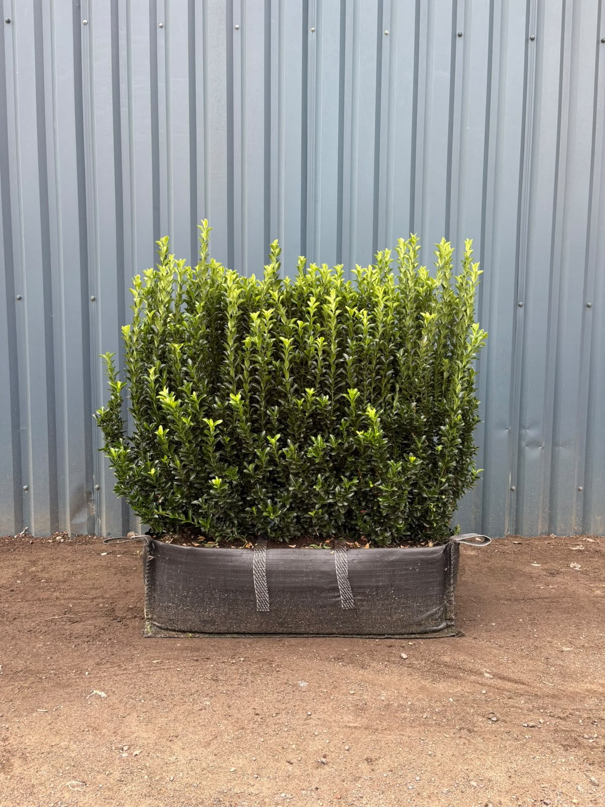 Euonymus 'Jean Hugues' Instant Hedging Trough 80cm+