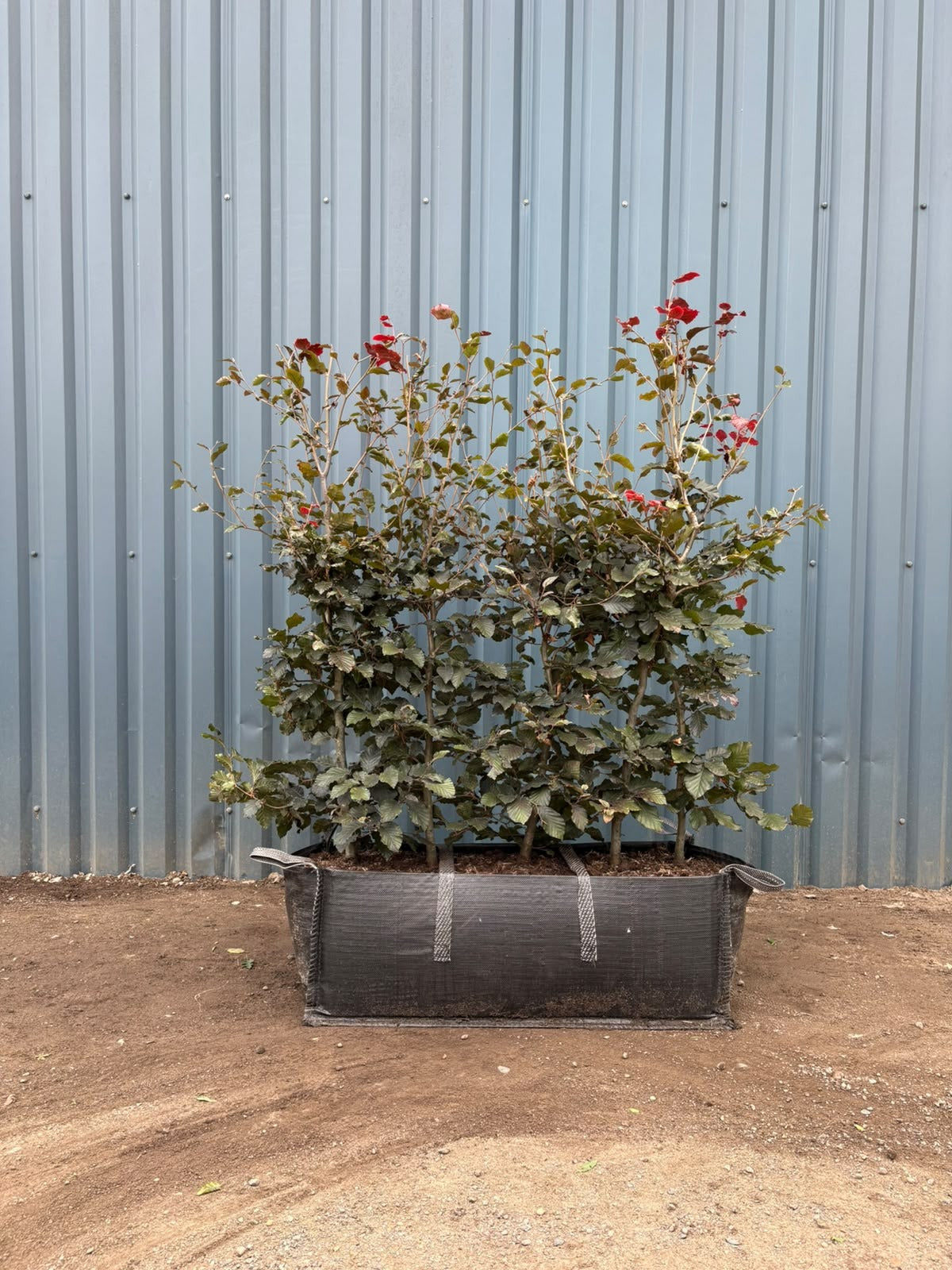 Purple Beech (Fagus Sylvatica 'Atropunicea') Instant Hedging Trough 120cm+