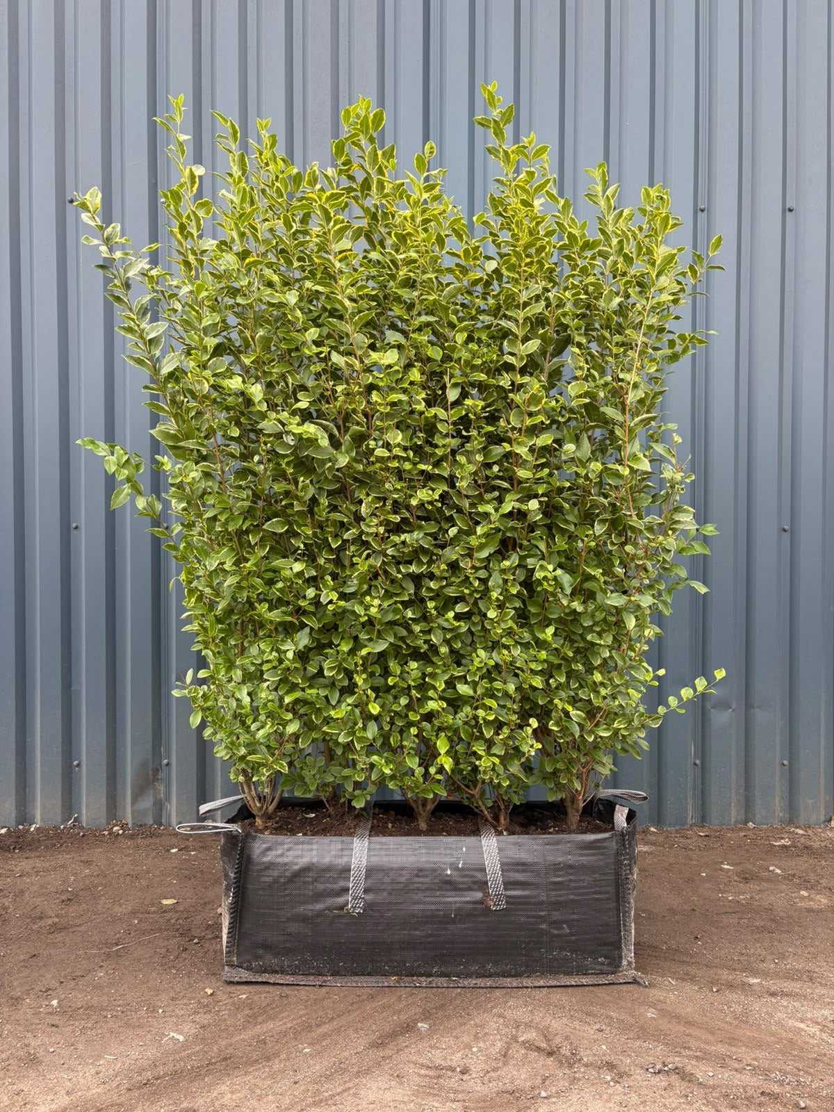 Golden Privet (Ligustrum Ovalifolium 'Aureum') Instant Hedging Trough 150cm+