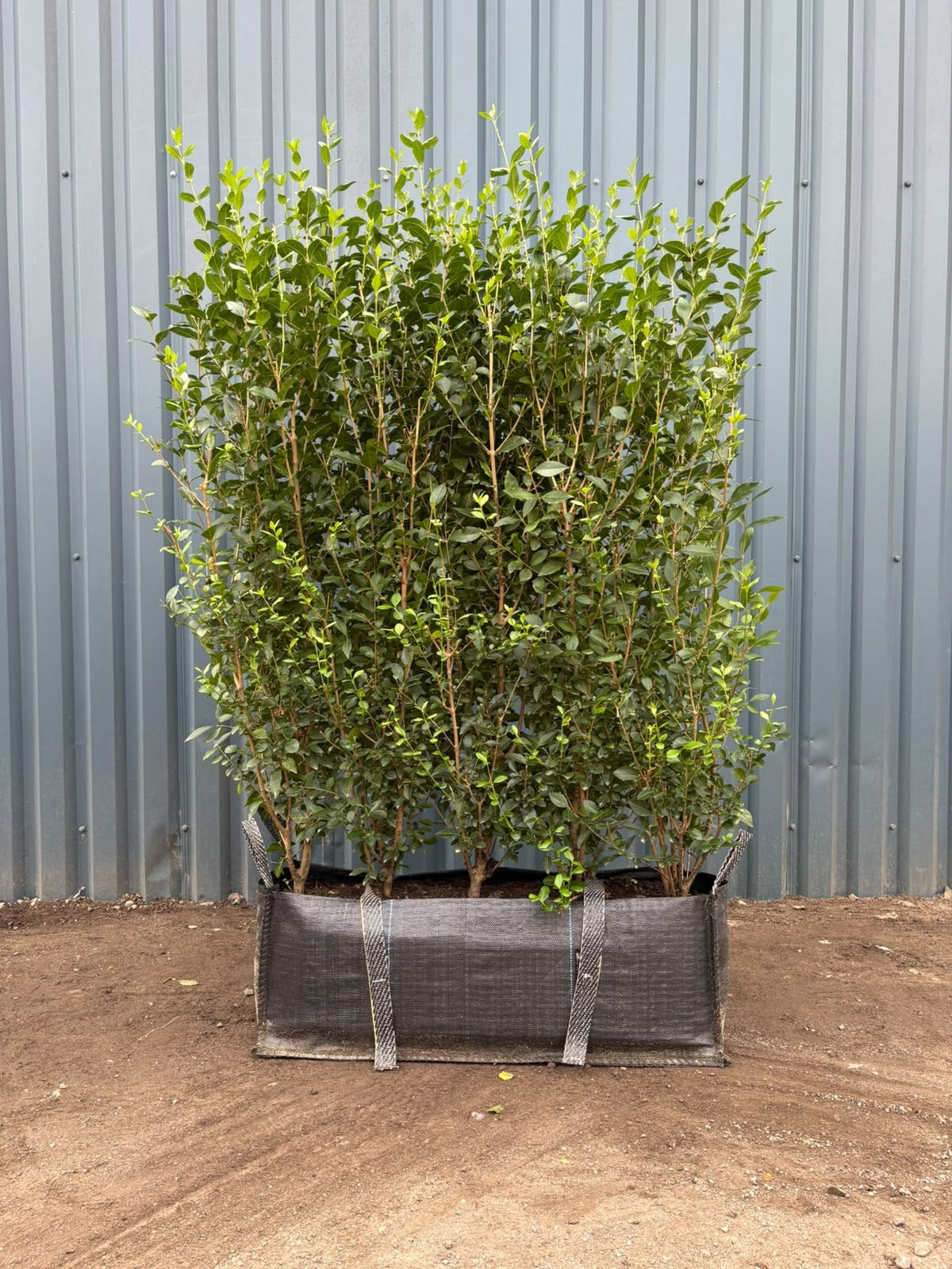Privet (Ligustrum Ovalifolium) Instant Hedging Trough 100cm+