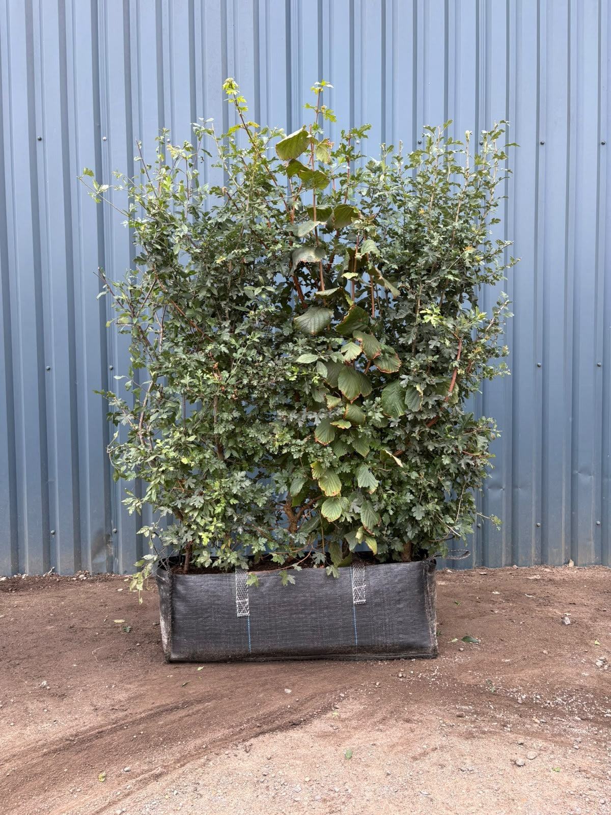Native Mix Instant Hedging Trough 150cm+