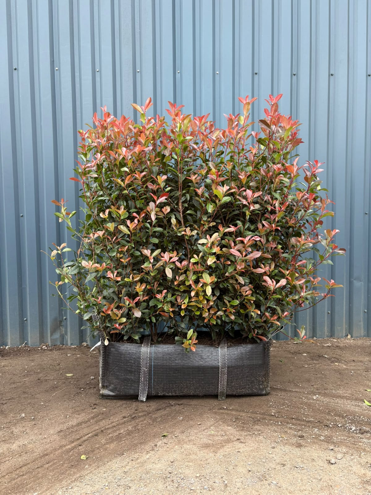 Photinia 'Red Robin' Instant Hedging Trough 120cm+