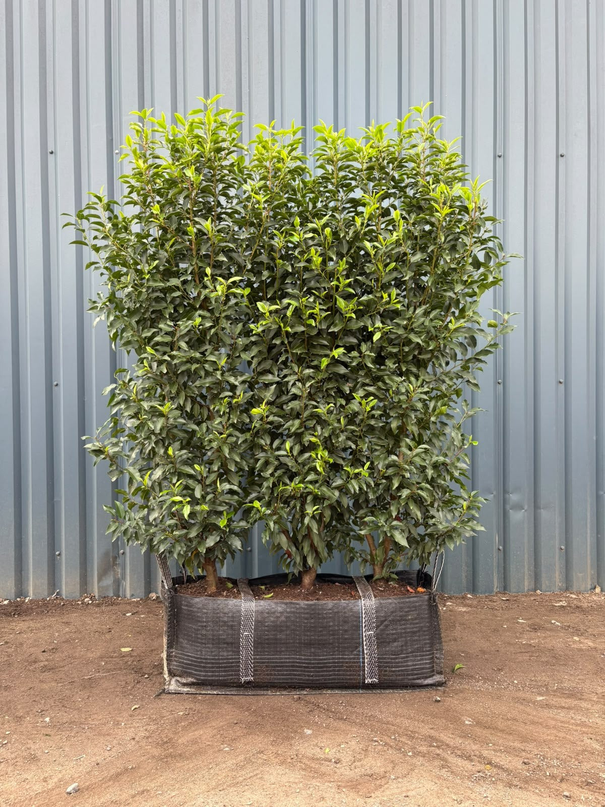 Portuguese Laurel (Prunus Lusitanica Angustifolia) Instant Hedging Trough 150cm+