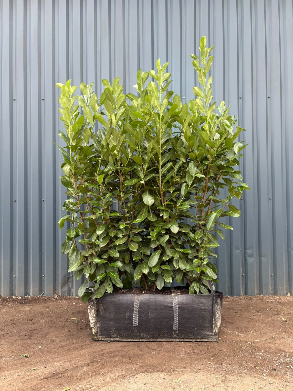 Cherry Laurel (Prunus Laurocerasus 'Rotundifolia') Instant Hedging Trough 150cm+