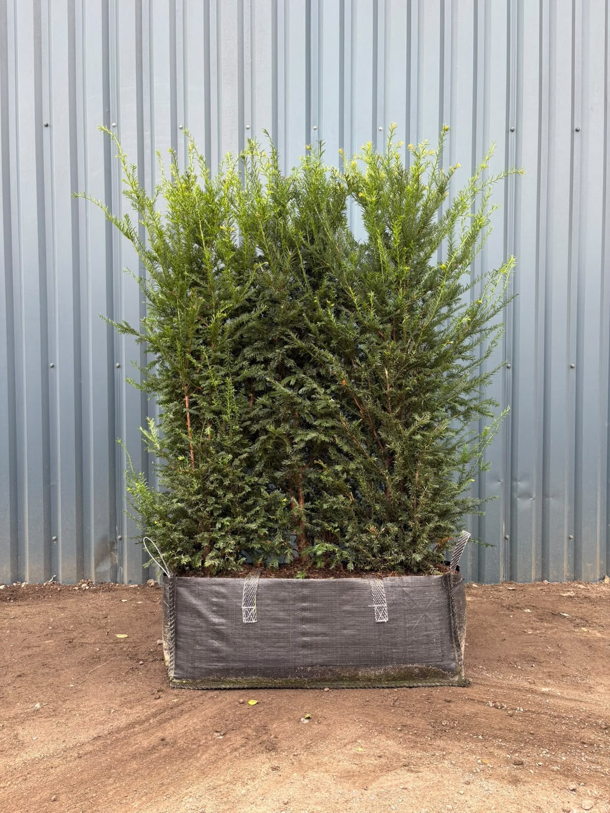 English Yew (Taxus Baccata) Instant Hedging Trough 140cm+