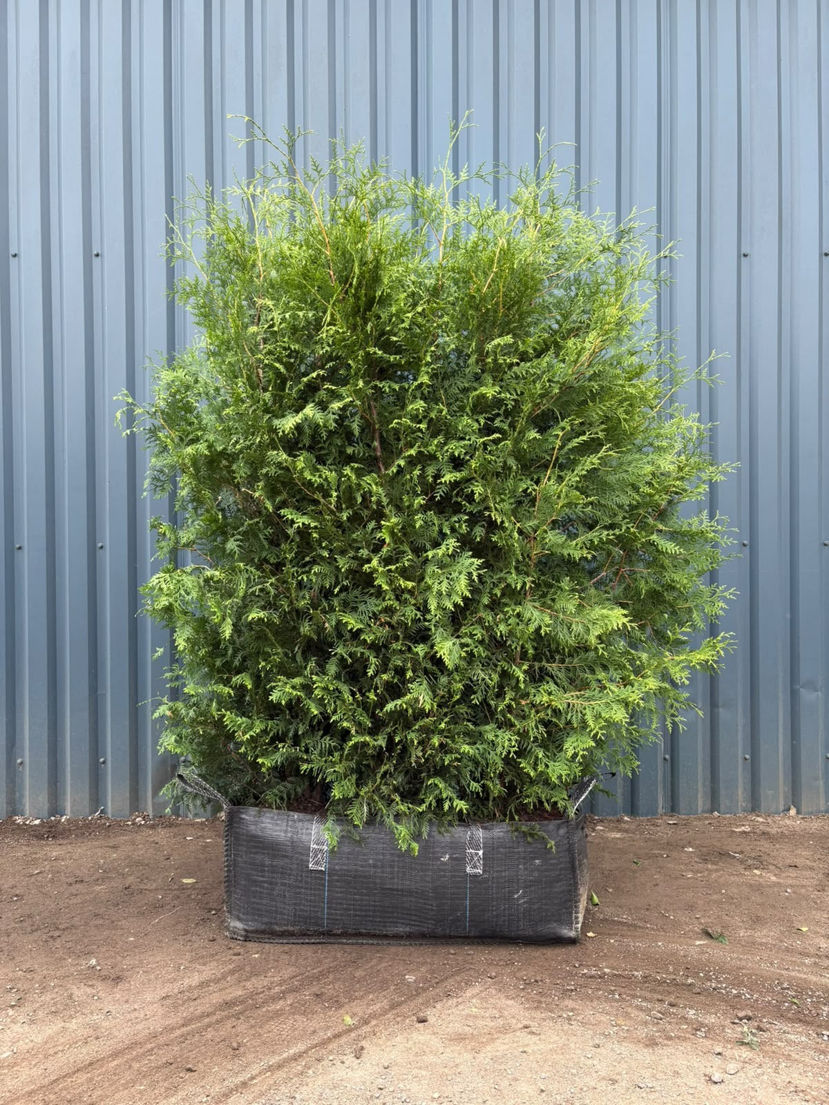 Western Red Cedar (Thuja Brabant) Instant Hedging Trough 170cm+