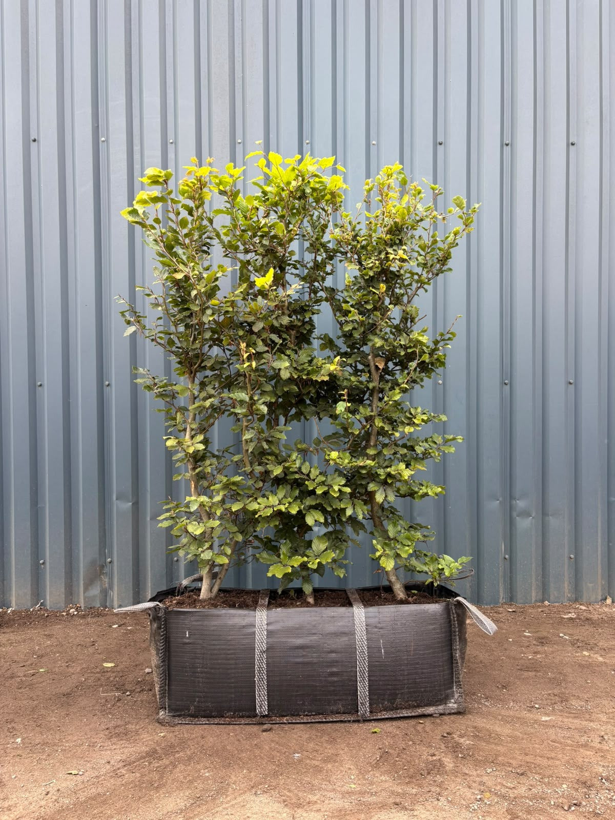 Green Beech (Fagus Sylvatica) Instant Hedging Trough 140cm+