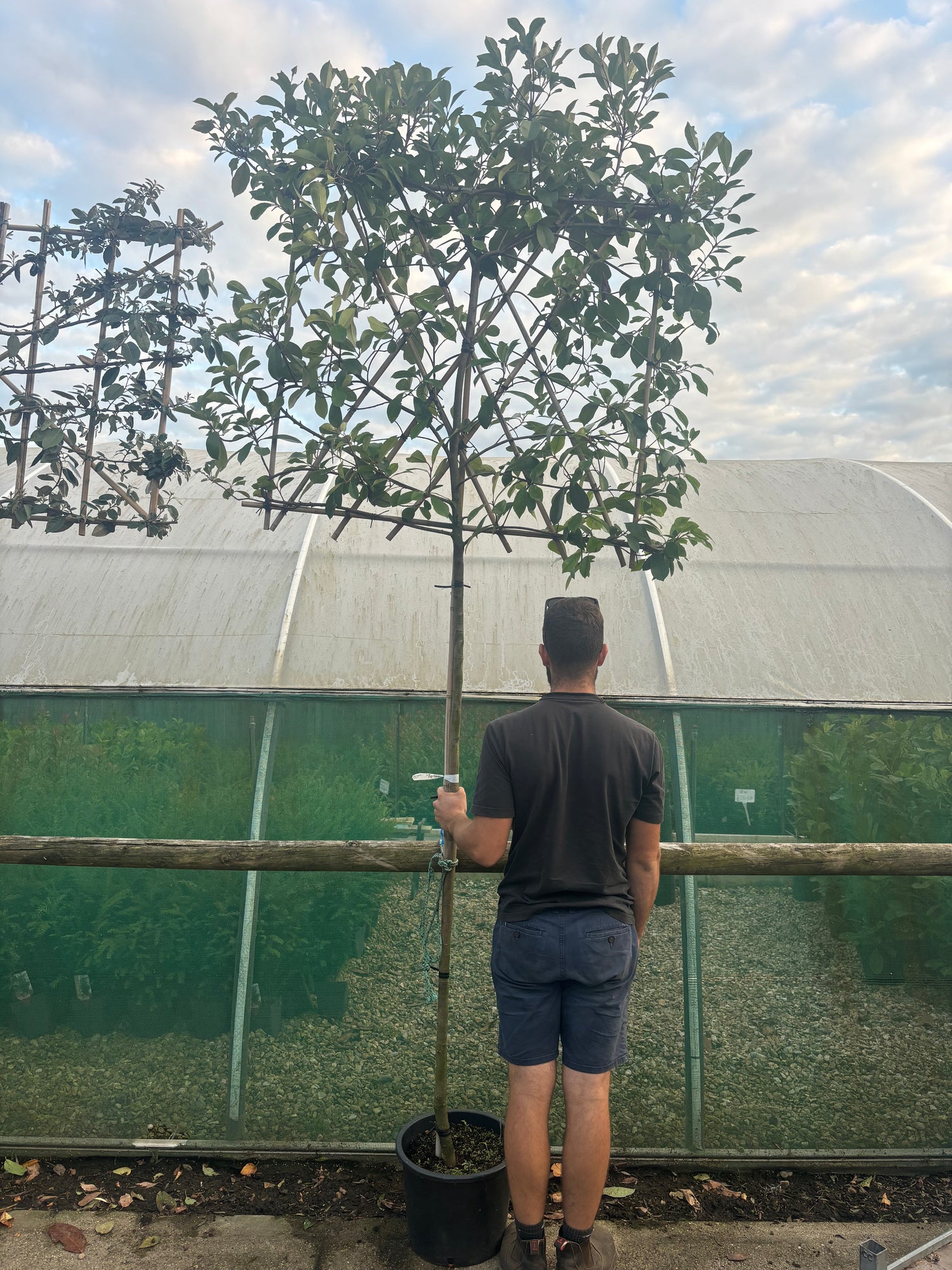 Potted Pleached Photinia Red Robin 180cm (6ft) stem + 120cm wide x 120cm high Frame