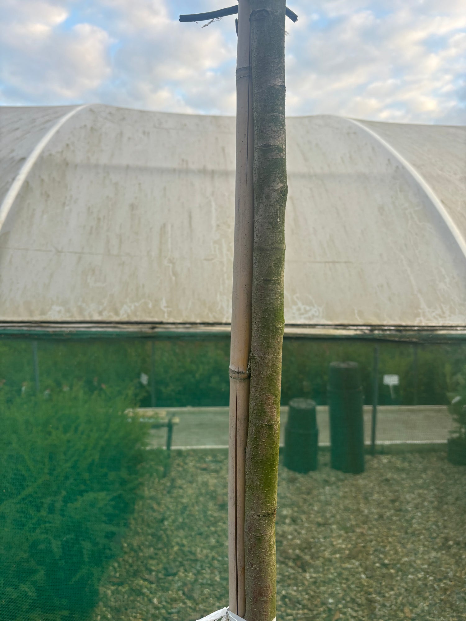 Potted Pleached Photinia Red Robin 180cm (6ft) stem + 120cm wide x 120cm high Frame