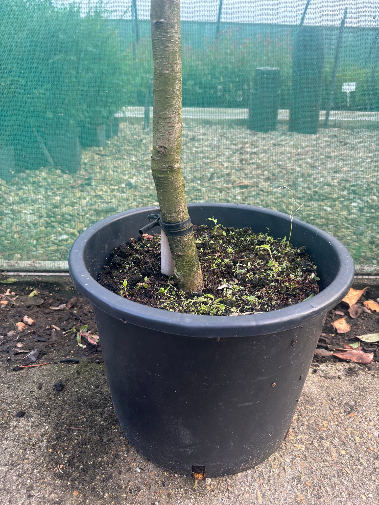 Potted Pleached Photinia Red Robin 180cm (6ft) stem + 120cm wide x 120cm high Frame