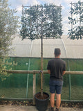 Potted Pleached Portuguese Laurel 180cm (6ft) stem + 120cm wide x 100cm high Frame