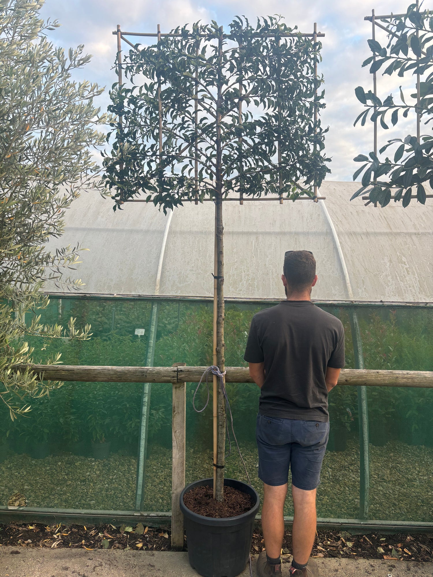 Potted Pleached Portuguese Laurel 180cm (6ft) stem + 120cm wide x 100cm high Frame