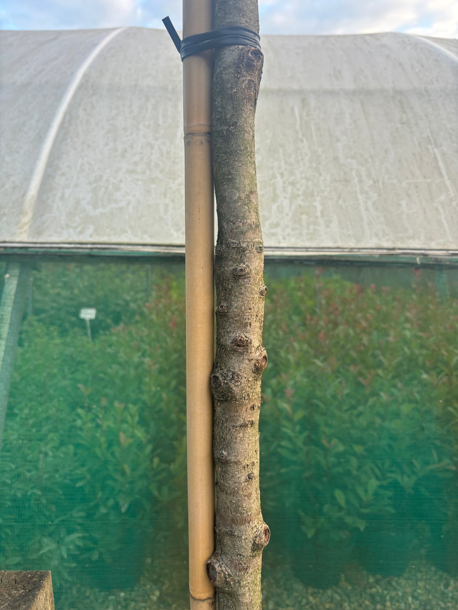 Potted Pleached Portuguese Laurel 180cm (6ft) stem + 120cm wide x 100cm high Frame