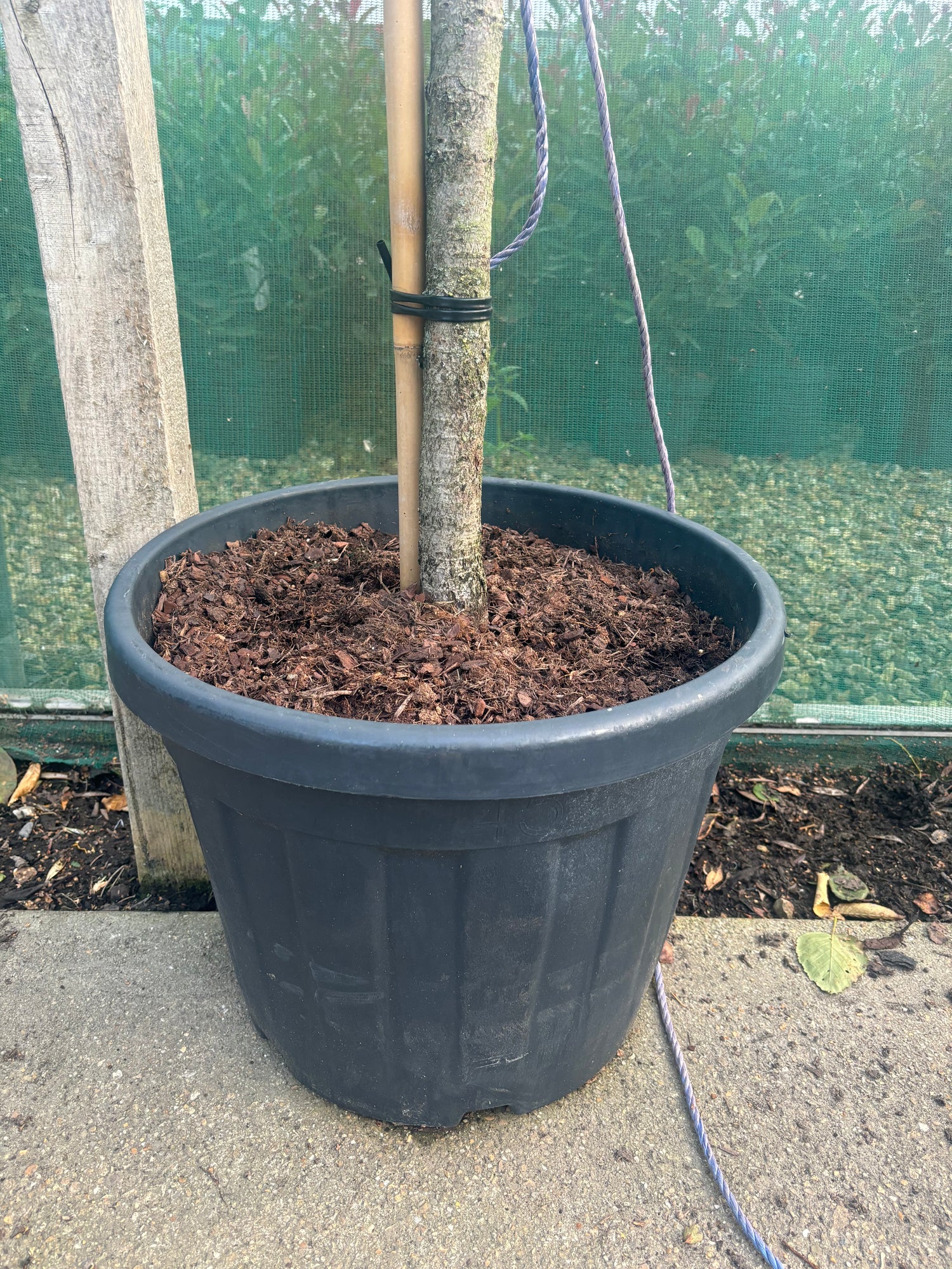 Potted Pleached Portuguese Laurel 180cm (6ft) stem + 120cm wide x 100cm high Frame