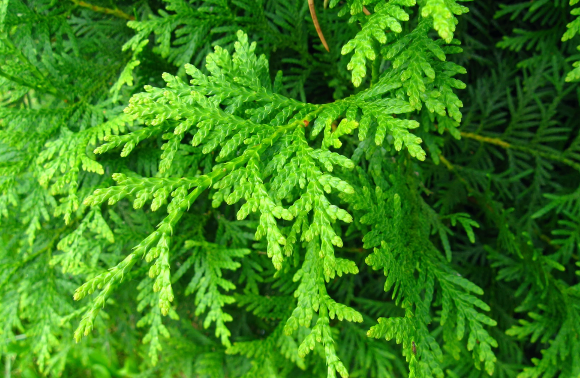 Thuja Brabant 200-225cm Planted Height (approx 7ft+) Rootball